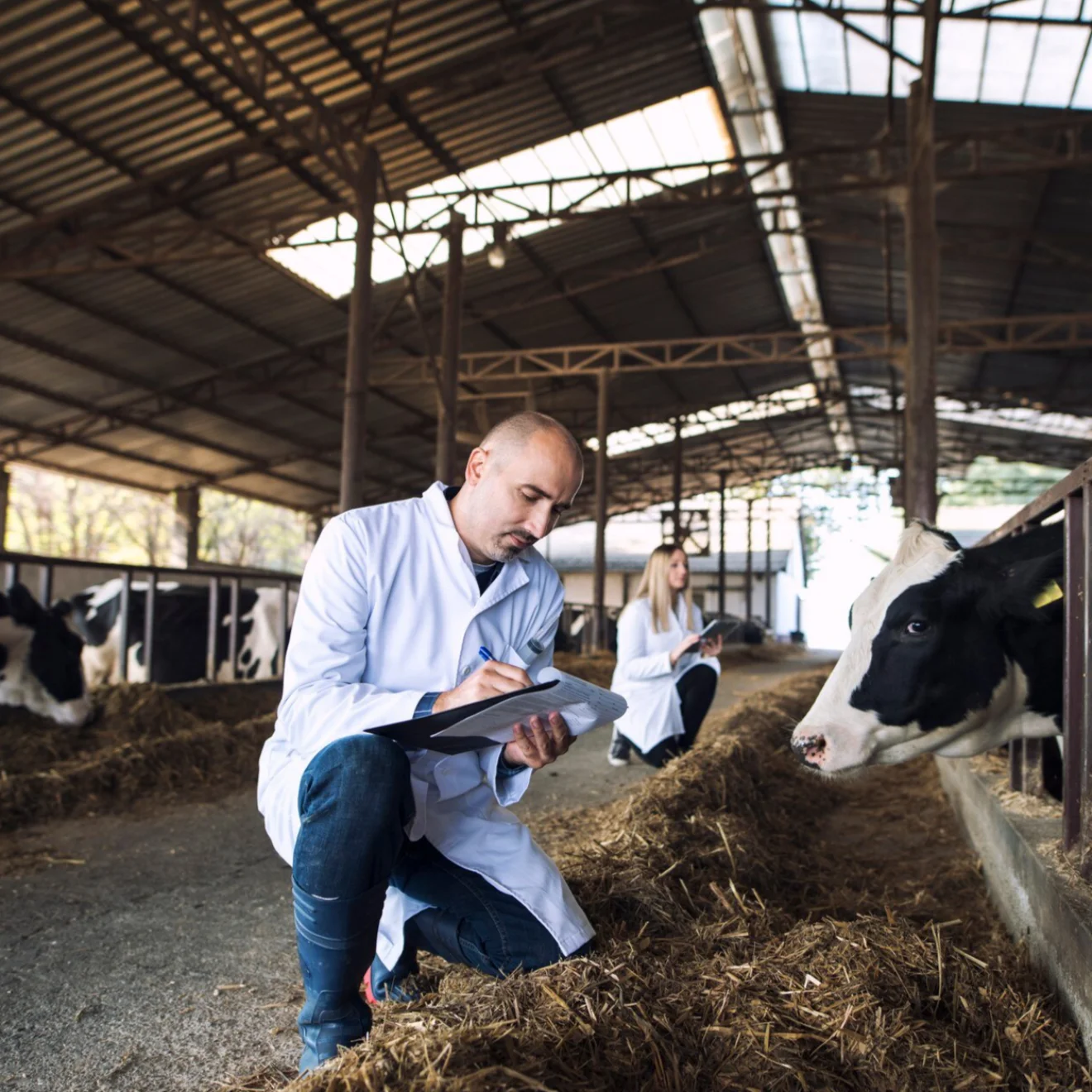 How to start a cattle farm business