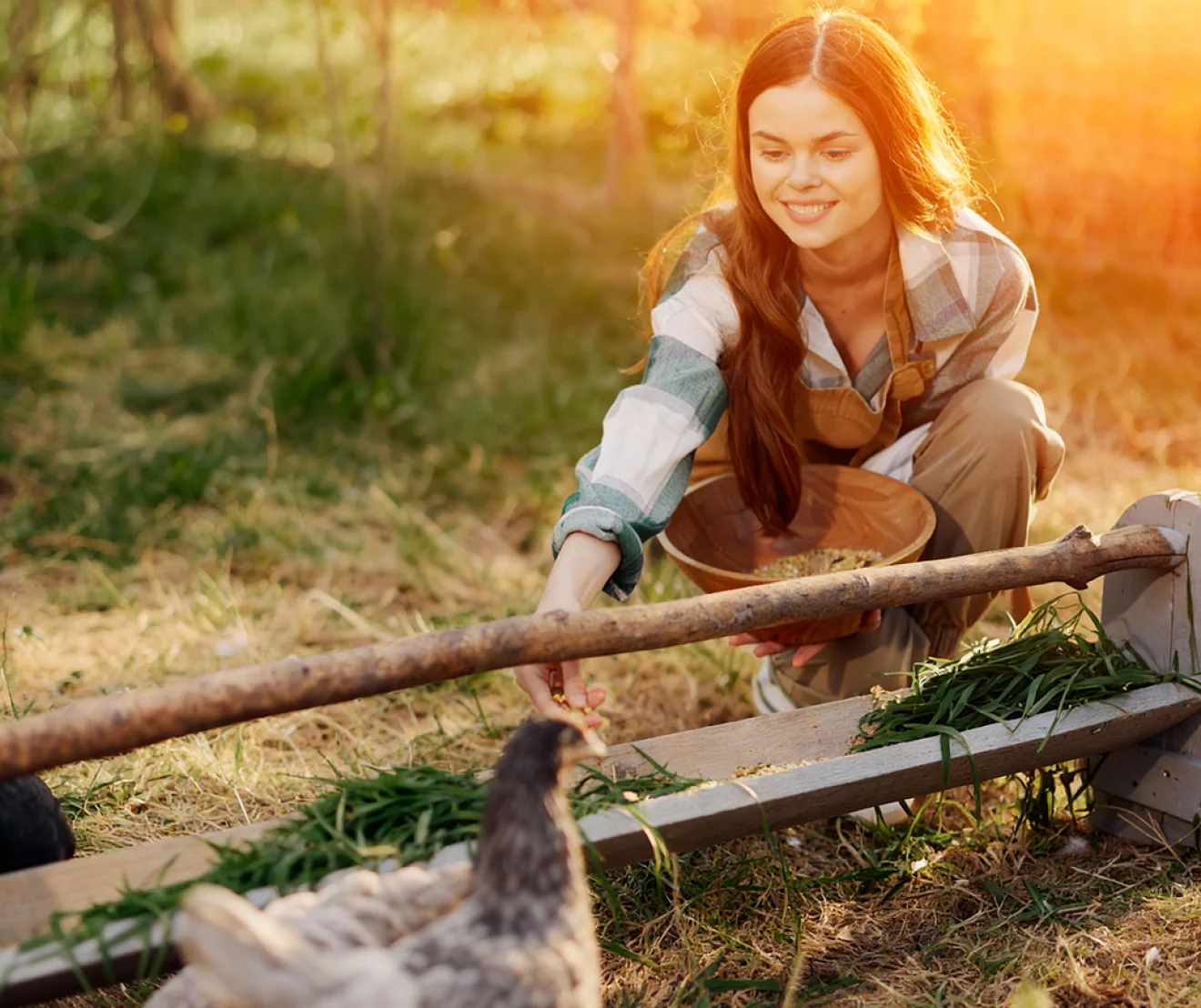 How to Start a Poultry Farm Business