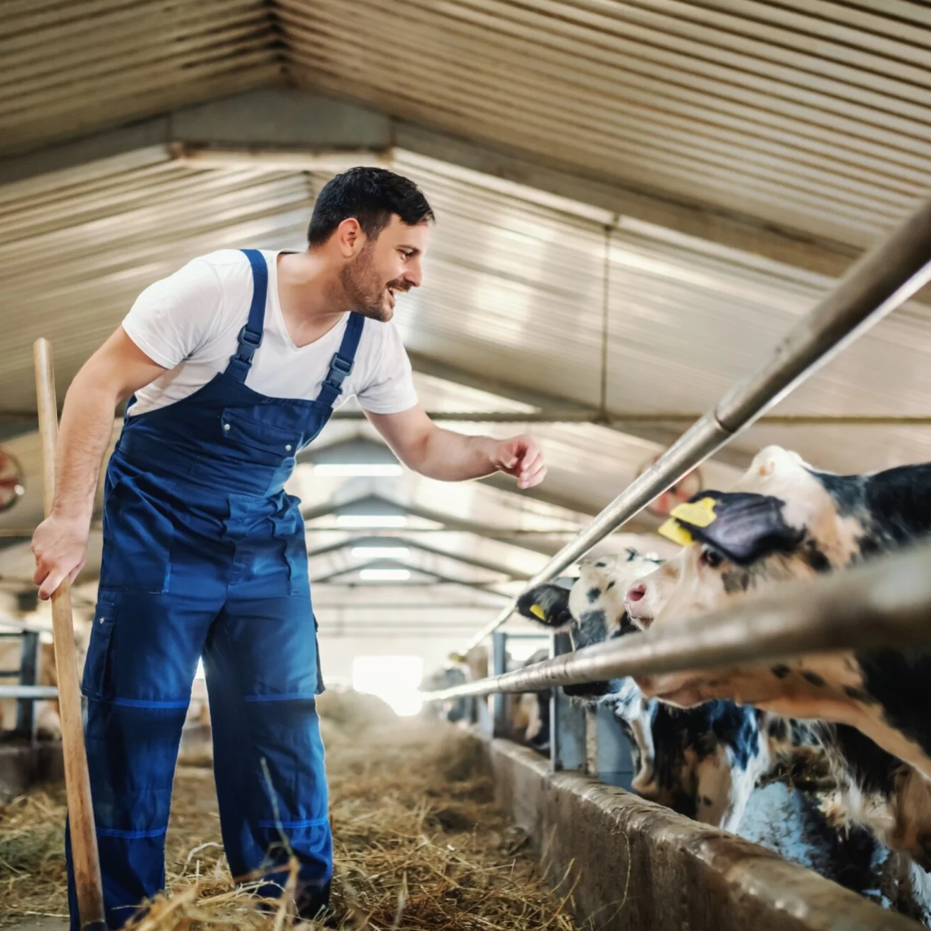 Cattle Farm Financial Plan