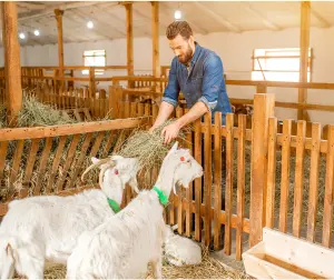 Goat Farm Business Plan